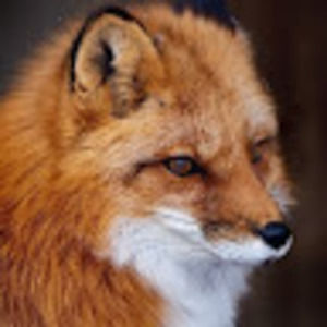 Meet your Posher, Melvice